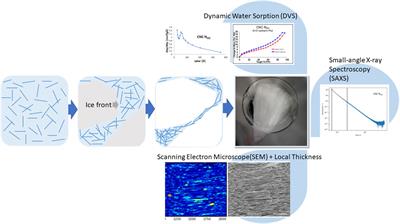 Carboxylated cellulose nanocrystal cryogel monoliths: a multi-tool study of morphology and porosity of pure and magnetite nanoparticle-decorated CNC scaffolds